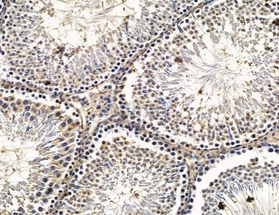 ATOH7 Antibody - DF15545 at 1/100 staining rat testis tissue by IHC-P.