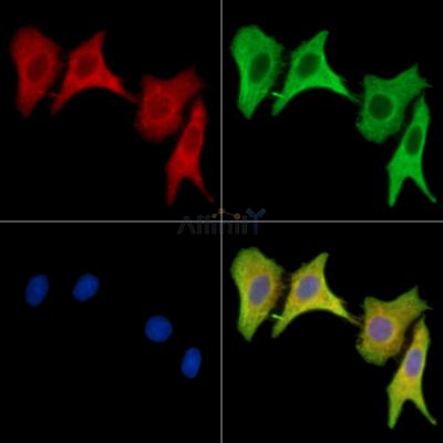 LST1 Antibody - DF15551 staining HepG2 cells by IF/ICC.