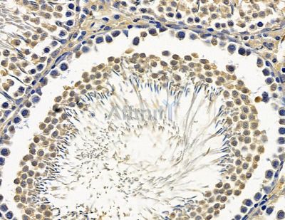 ZNF365 Antibody - DF15561 at 1/100 staining rat testis tissue by IHC-P.