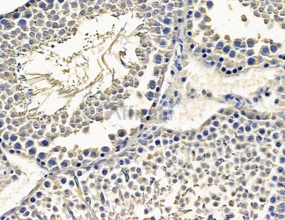 PRND Antibody - DF15565 at 1/100 staining rat testis tissue by IHC-P.