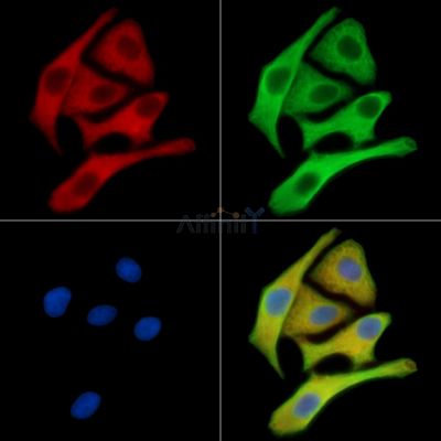 PRND Antibody - DF15565 staining HepG2 cells by IF/ICC.