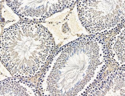 Trim5 alpha Antibody - DF15566 at 1/100 staining rat testis tissue by IHC-P.