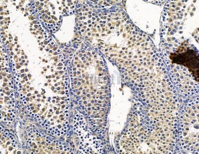 ARL6IP1 Antibody - DF15567 at 1/100 staining mouse testis tissue by IHC-P.