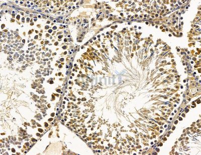 ARL6IP1 Antibody - DF15567 at 1/100 staining rat testis tissue by IHC-P.