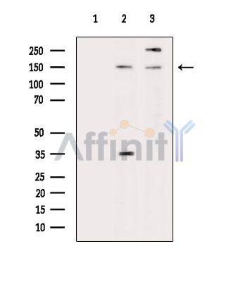 ARID4A Antibody - Western blot analysis of extracts from various samples, using ARID4A Antibody.