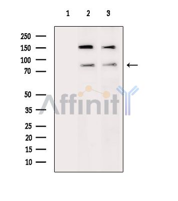 ZNF341 Antibody - Western blot analysis of extracts from various samples, using ZNF341 Antibody.