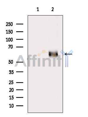 INSM1 Antibody - Western blot analysis of extracts from HepG2 cells(heat-shock treatment), using INSM1 Antibody.