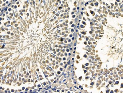 ZMPSTE24 Antibody - DF15601 at 1/100 staining rat testis tissue by IHC-P.
