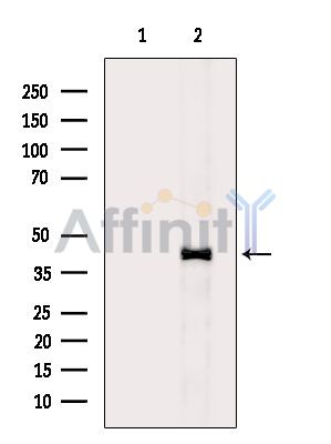 GRASP Antibody - Western blot analysis of extracts from Mouse brain, using GRASP Antibody.