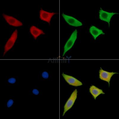 GRASP Antibody - DF15605 staining HepG2 cells by IF/ICC.