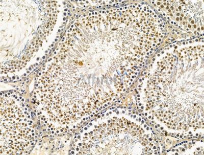 GPBP1 Antibody - DF15608 at 1/100 staining rat testis tissue by IHC-P.