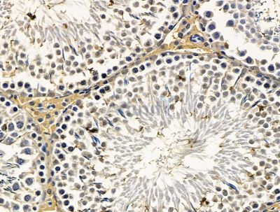 PRIM2 Antibody - DF15615 at 1/100 staining rat testis tissue by IHC-P.