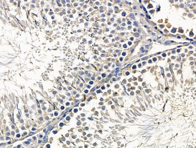 TUB Antibody - DF15617 at 1/100 staining rat testis tissue by IHC-P.