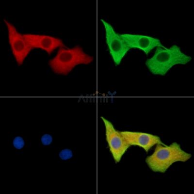ZP3 Antibody - DF15626 staining HepG2 cells by IF/ICC.