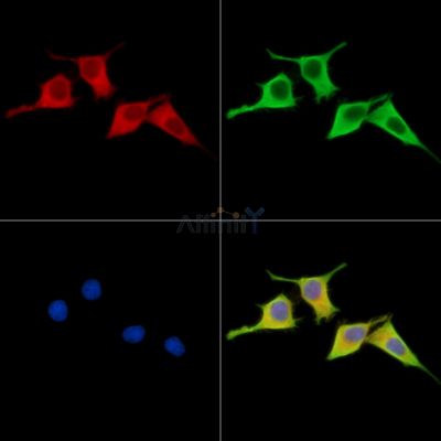 RAP2A Antibody - DF15633 staining HepG2 cells by IF/ICC.