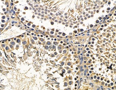 RAP2A Antibody - DF15633 at 1/100 staining rat testis tissue by IHC-P.