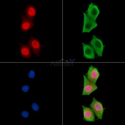 TLX2 Antibody - DF15646 staining HepG2 cells by IF/ICC.