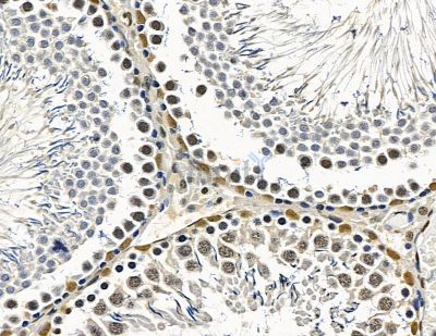 TLX2 Antibody - DF15646 at 1/100 staining rat testis tissue by IHC-P.