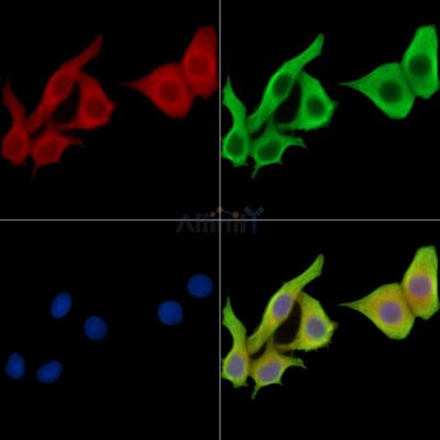 EGFL8 Antibody - DF15652 staining HepG2 cells by IF/ICC.