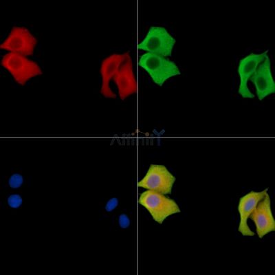 RBP7 Antibody - DF15653 staining HepG2 cells by IF/ICC.