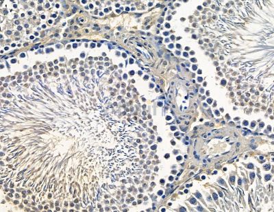 VMA21 Antibody - DF15661 at 1/100 staining rat testis tissue by IHC-P.