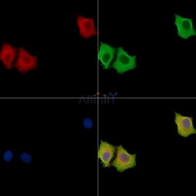 PSG9 Antibody - DF15673 staining HepG2 cells by IF/ICC.
