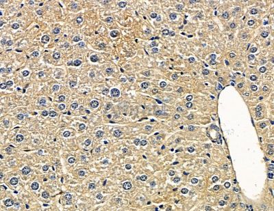PSG9 Antibody - DF15673 at 1/100 staining mouse liver tissue by IHC-P.