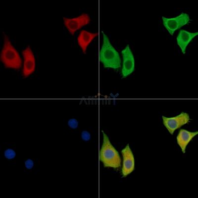 COBLL1 Antibody - DF15675 staining HepG2 cells by IF/ICC.
