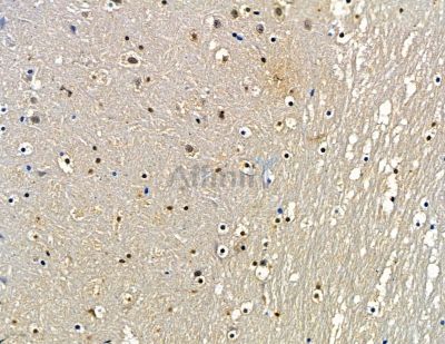 COBLL1 Antibody - DF15675 at 1/100 staining mouse brain tissue by IHC-P.