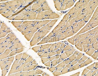EPX Antibody - DF15679 at 1/100 staining rat muscle tissue by IHC-P.