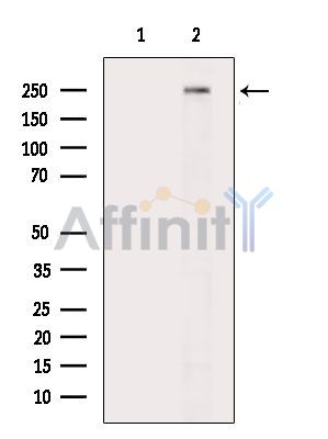 HEMGN Antibody - Western blot analysis of extracts from HepG2 cells(heat-shock treatment), using HEMGN Antibody.