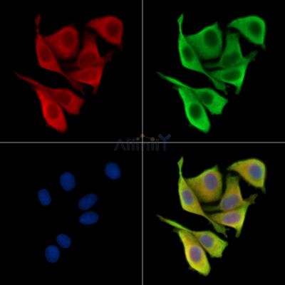 SLITRK1 Antibody - DF15695 staining HepG2 cells by IF/ICC.