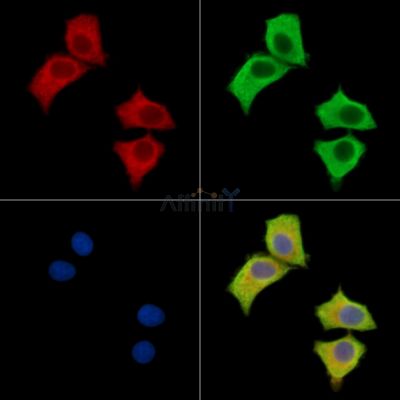 RIMS3 Antibody - DF15698 staining HepG2 cells by IF/ICC.