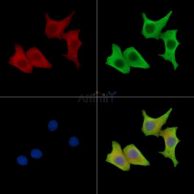 CDK5RAP2 Antibody - DF15707 staining HepG2 cells by IF/ICC.