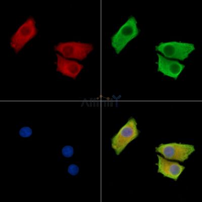 FCN1 Antibody - DF15717 staining HepG2 cells by IF/ICC.