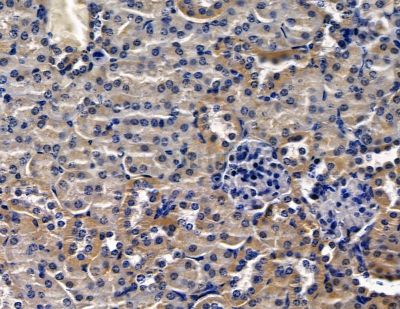 KLK15 Antibody - DF15726 at 1/100 staining mouse kidney tissue by IHC-P.