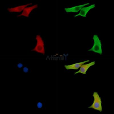 PPP6R2 Antibody - DF15732 staining HepG2 cells by IF/ICC.