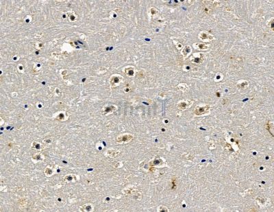 SPEN Antibody - DF15737 at 1/100 staining mouse brain tissue by IHC-P.