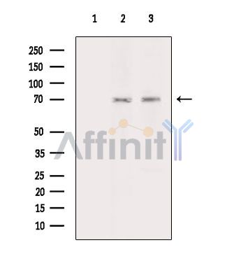 KAZN Antibody - Western blot analysis of extracts from HepG2 cells(heat-shock treatment) Hela cells(heat-shock treatment), using KAZN Antibody.
