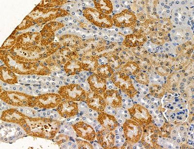 CRISP1 Antibody - DF15745 at 1/100 staining mouse kidney tissue by IHC-P.