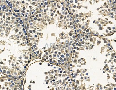 TREML2 Antibody - DF15746 at 1/100 staining mouse testis tissue by IHC-P.