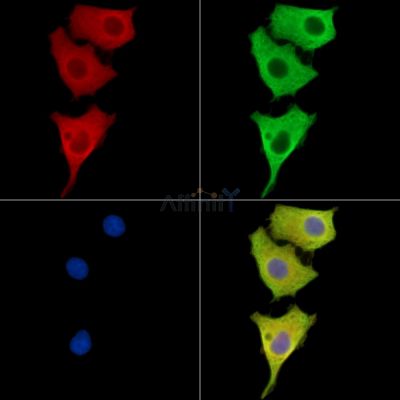 BMPER Antibody - DF15748 staining HepG2 cells by IF/ICC.