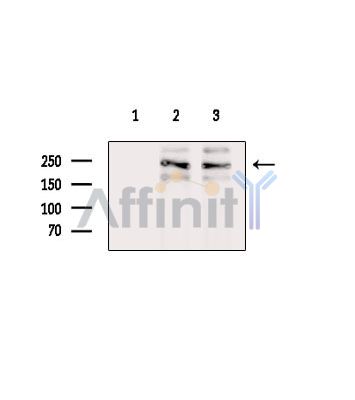 GTF3C1 Antibody - Western blot analysis of extracts from various samples, using GTF3C1 Antibody.