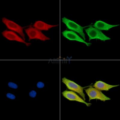 SLC45A2 Antibody - DF15753 staining HepG2 cells by IF/ICC.