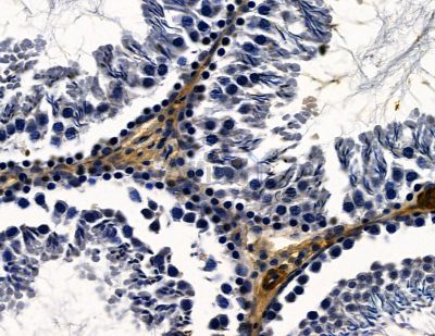 PROK2 Antibody - DF15763 at 1/100 staining rat testis tissue by IHC-P.