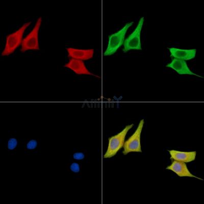 PROK2 Antibody - DF15763 staining HepG2 cells by IF/ICC.