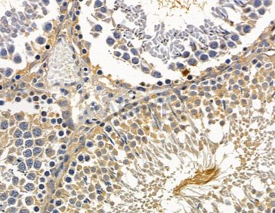 PRTFDC1 Antibody - DF15765 at 1/100 staining rat testis tissue by IHC-P.