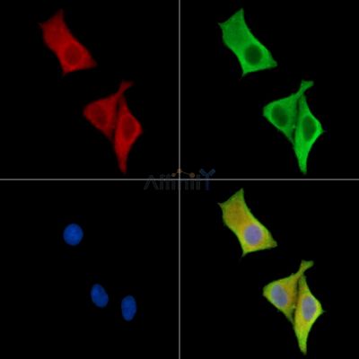 DACT3 Antibody - DF15777 staining HepG2 cells by IF/ICC.