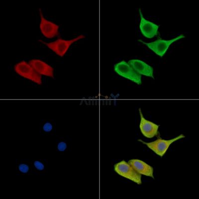 JPH4 Antibody - DF15779 staining HepG2 cells by IF/ICC.