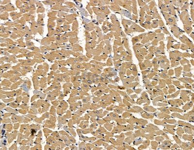 UCN3 Antibody - DF15780 at 1/100 staining rat heart tissue by IHC-P.